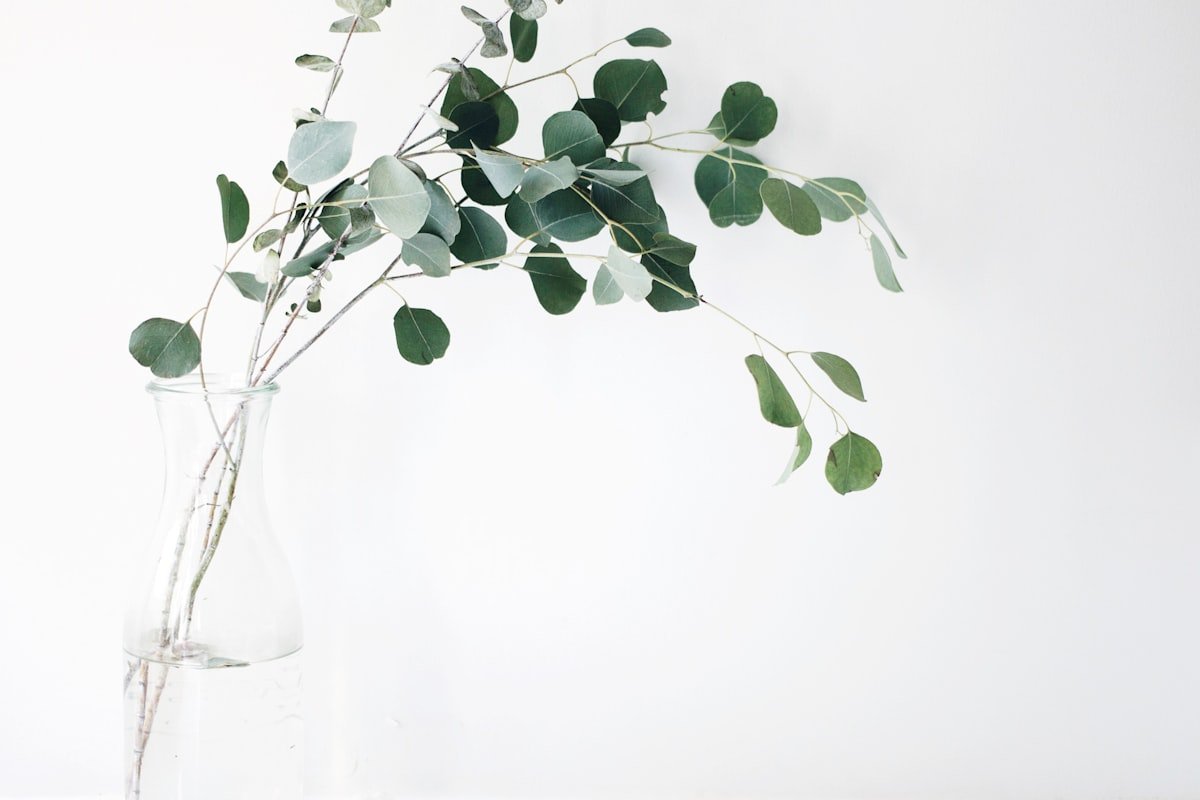 Eucalyptus branches in a glass vase — natural living
