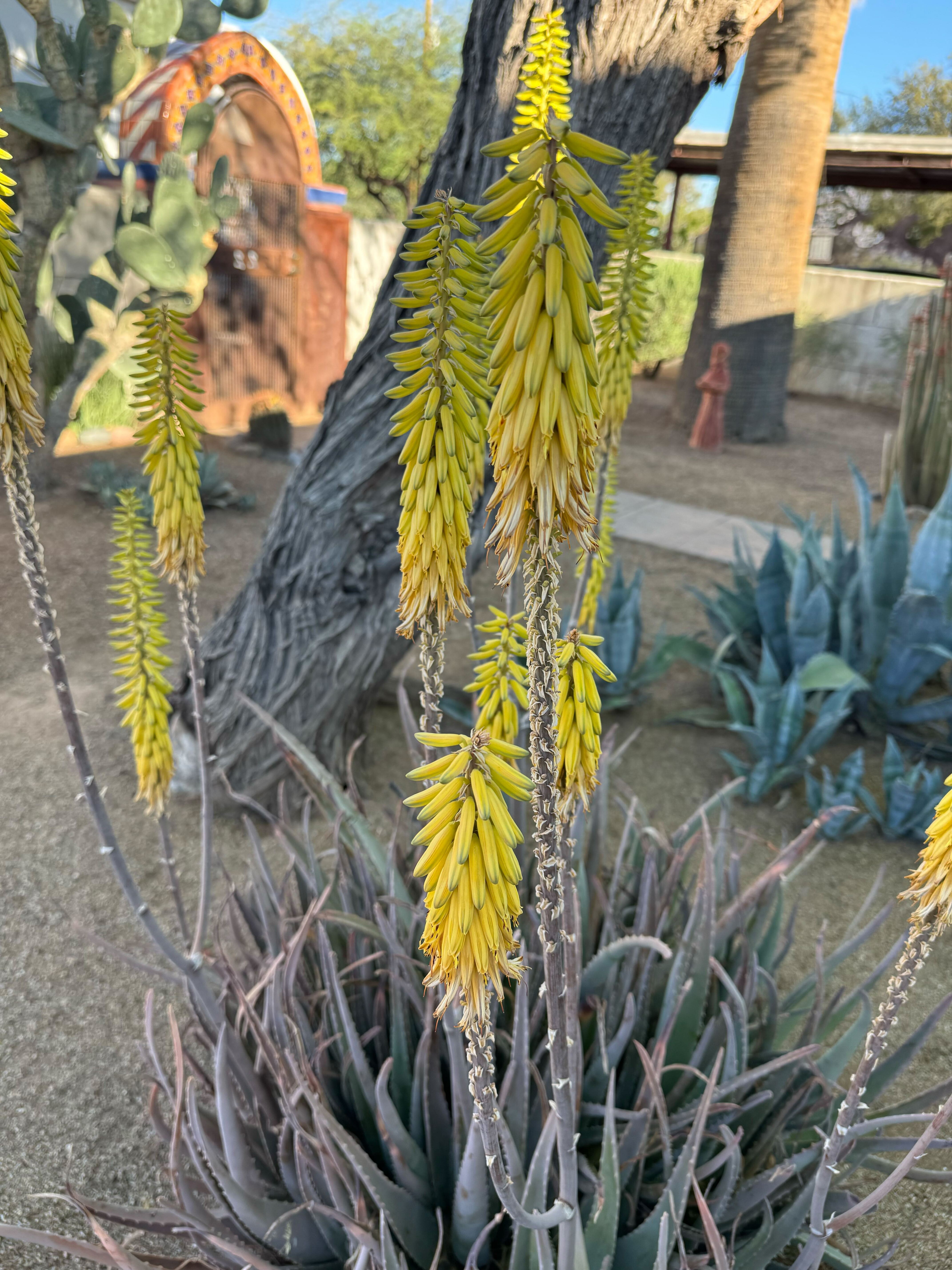 Close-up of blooming aloe with yellow flower clusters