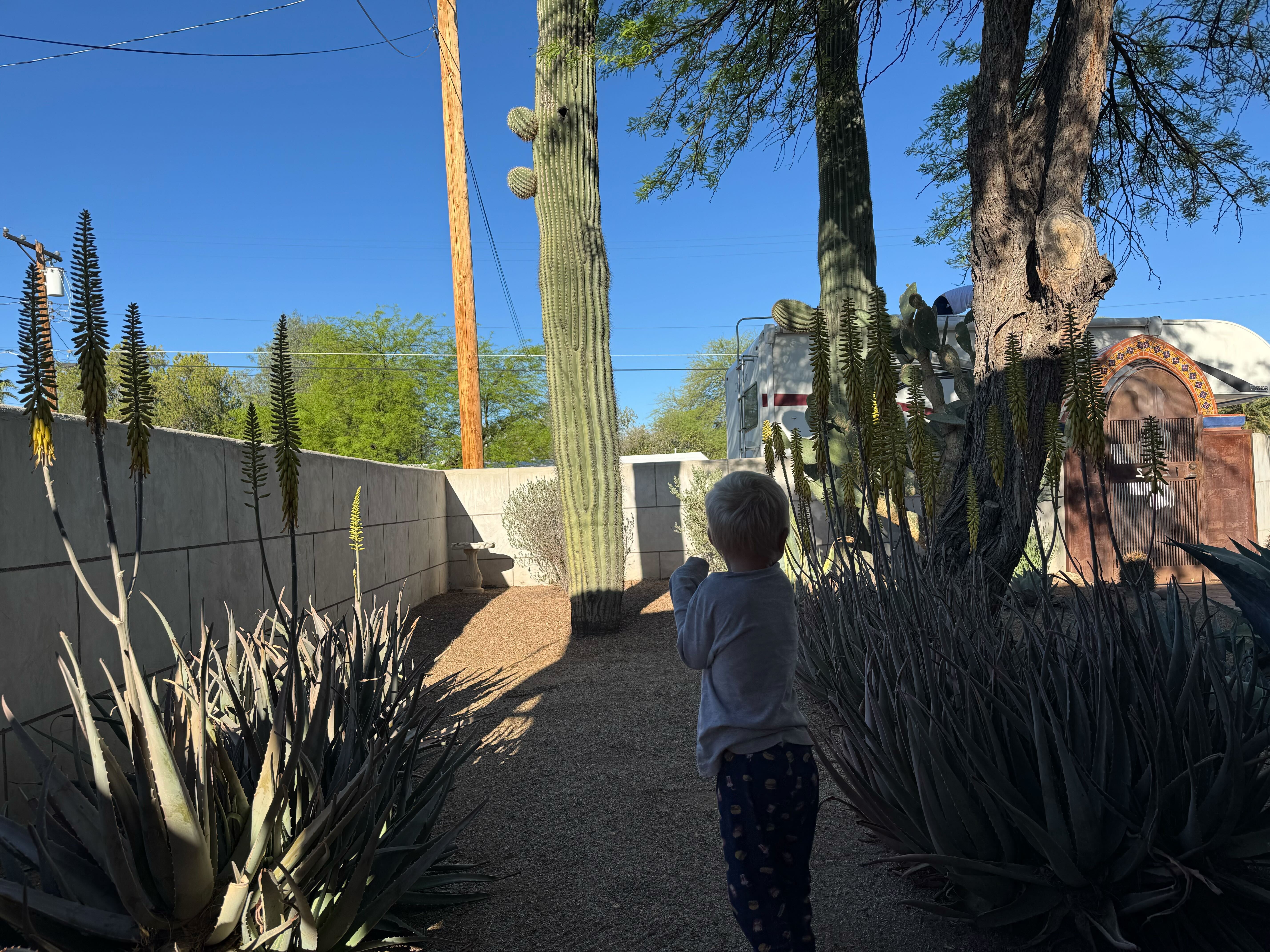 Blooming aloe plants with tall yellow flower spikes in a Tucson backyard with saguaro cactus